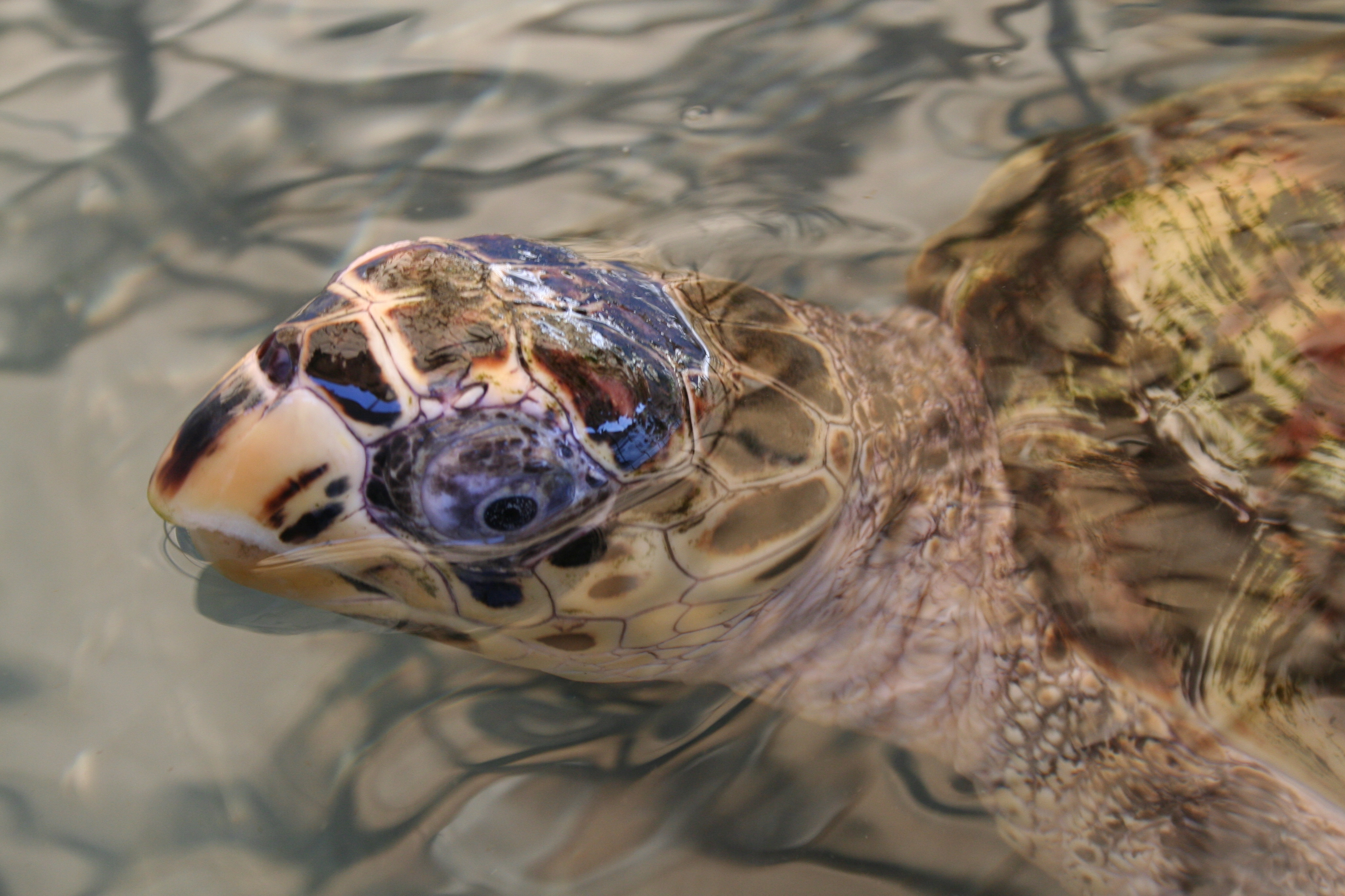 Hawksbill sea turtle
